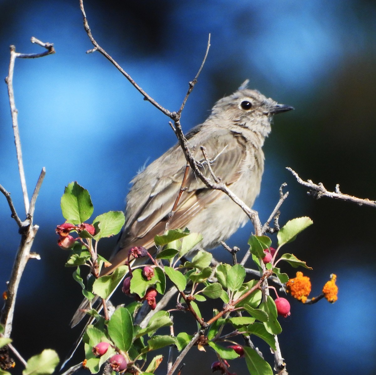 Townsend's Solitaire - ML639431763