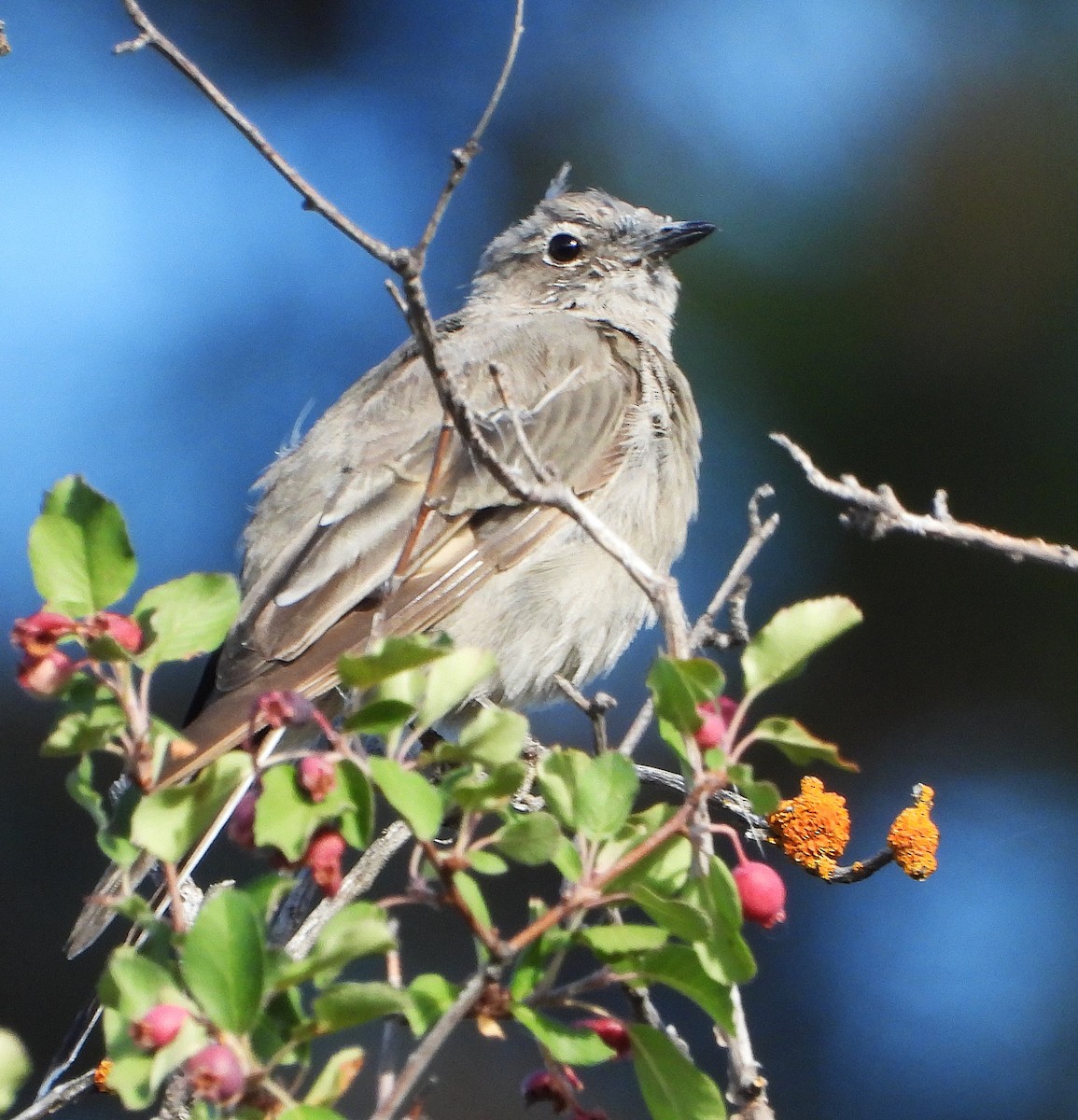 Townsend's Solitaire - ML639431764
