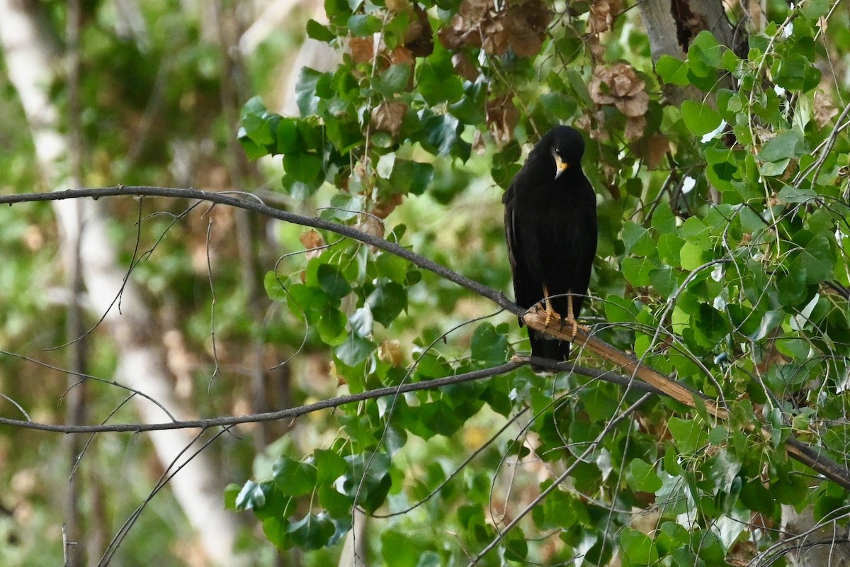 Common Black Hawk - ML639431827