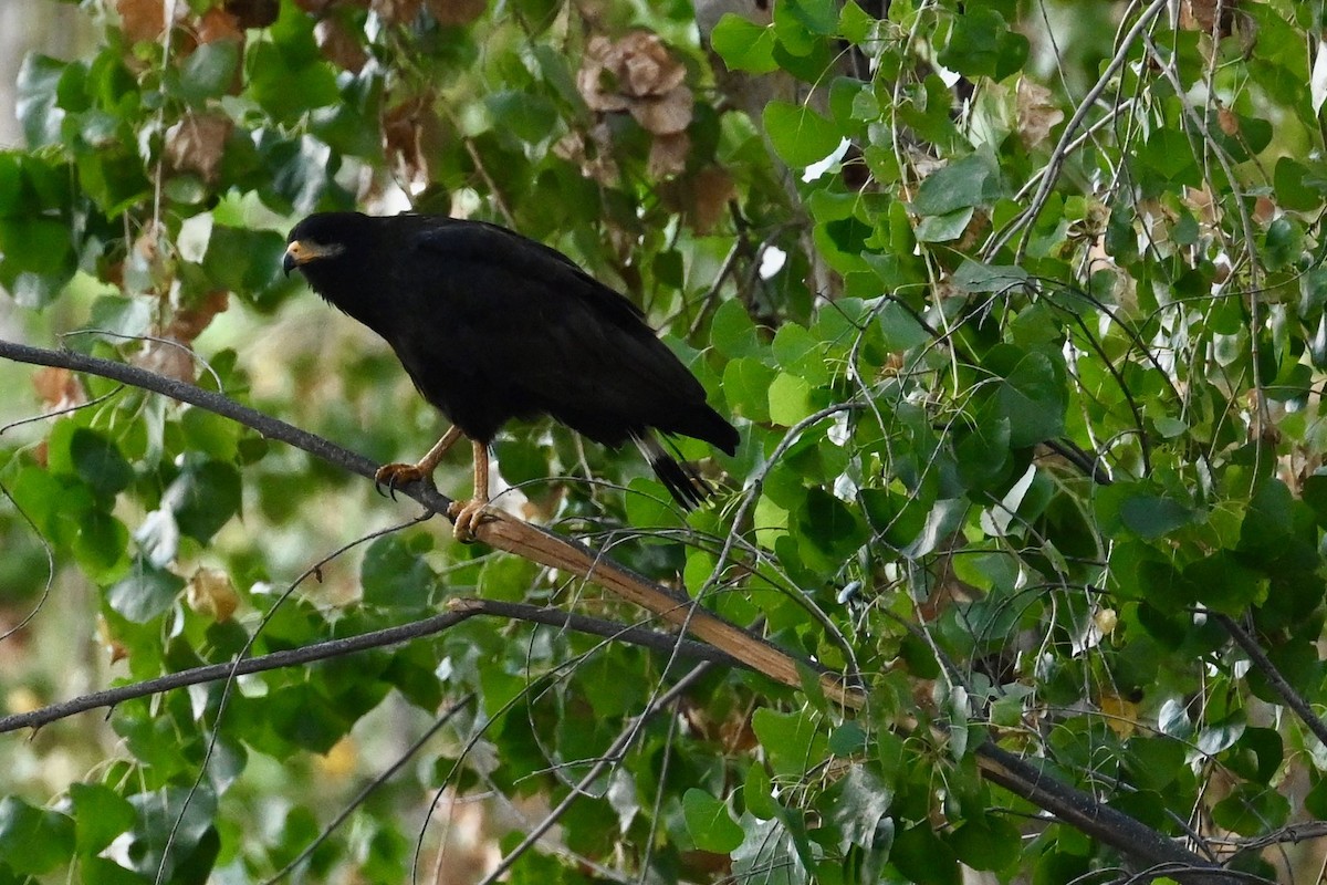 Common Black Hawk - ML639431828