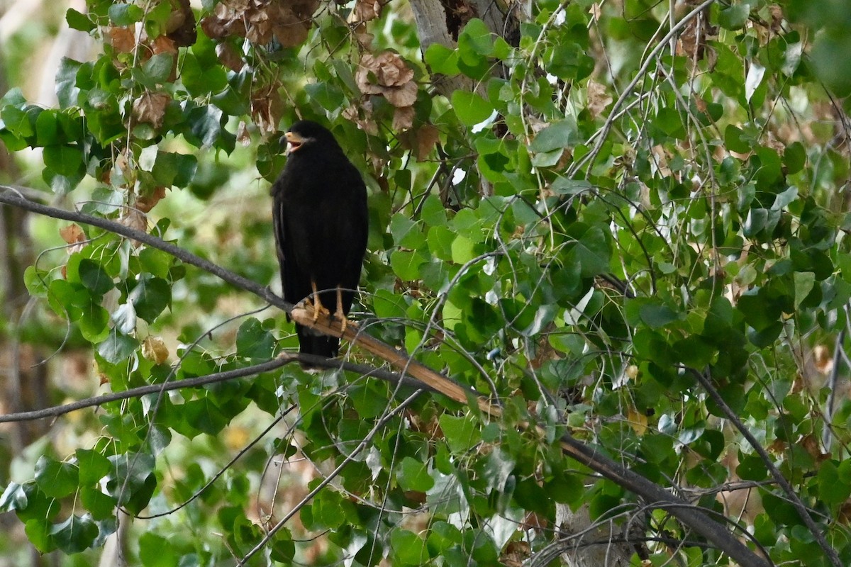Common Black Hawk - ML639431829