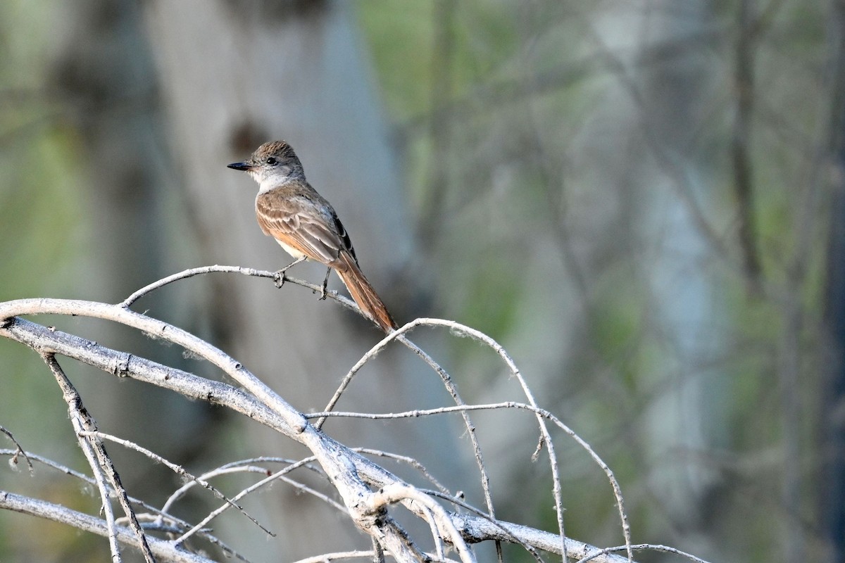 Ash-throated Flycatcher - ML639431842