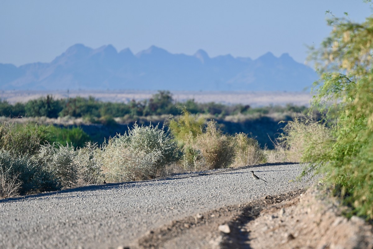 Greater Roadrunner - ML639431852