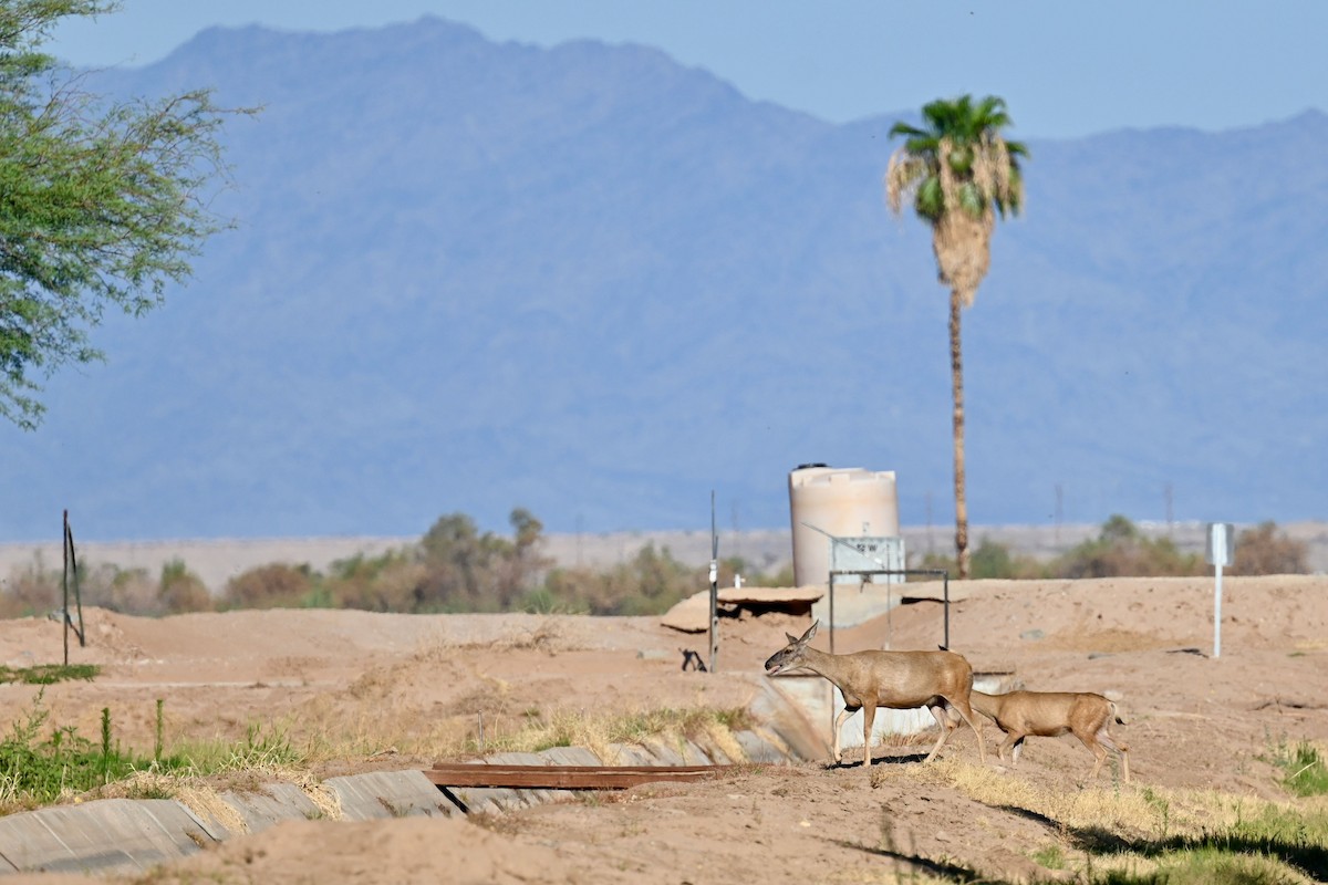 Animals - ML639431857