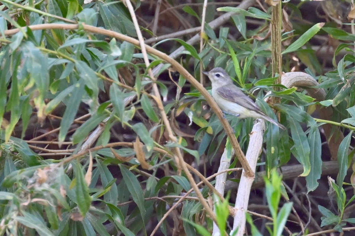 Western Warbling Vireo - ML639431870