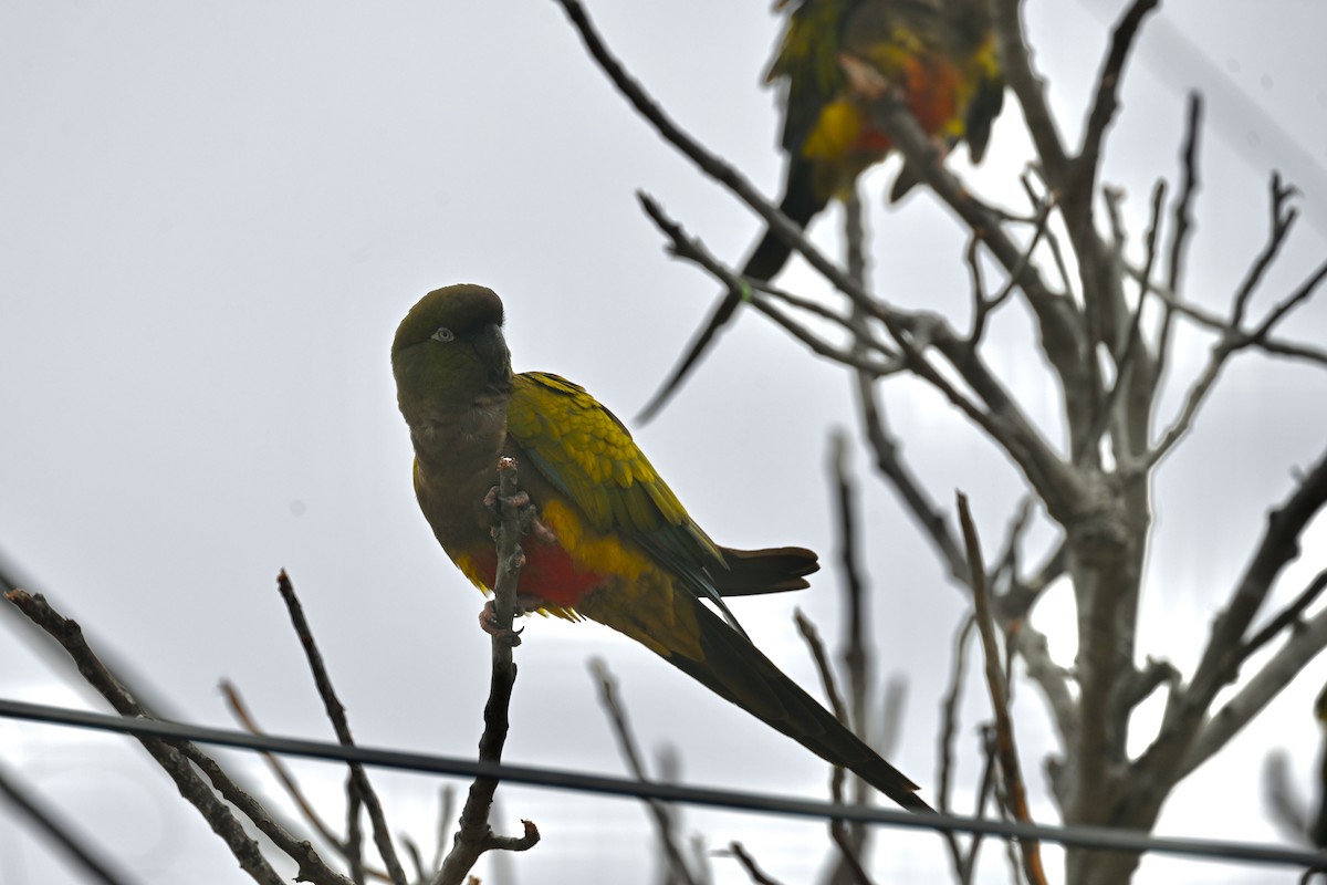 Burrowing Parakeet - ML639431936
