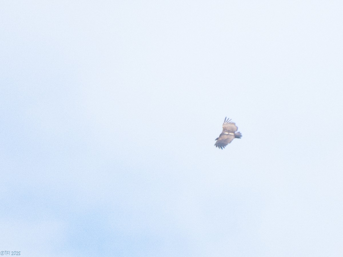 White-rumped Vulture - ML639432022