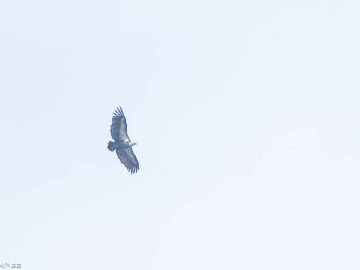 White-rumped Vulture - ML639432024