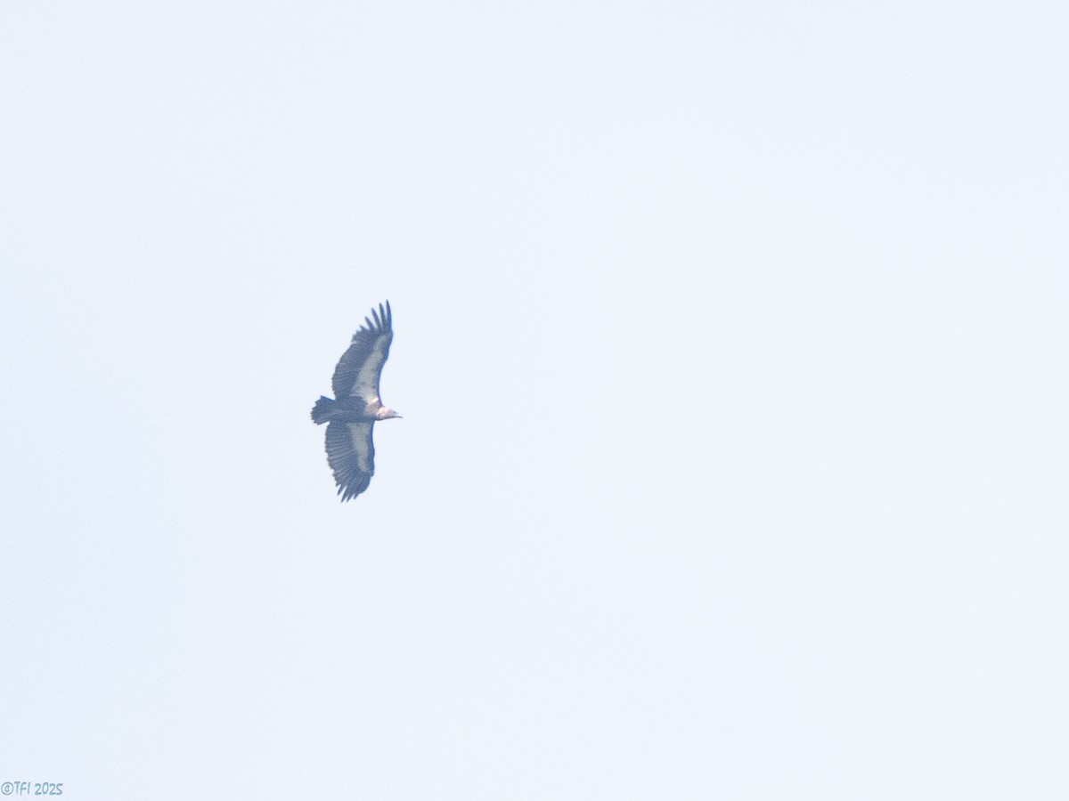 White-rumped Vulture - ML639432026