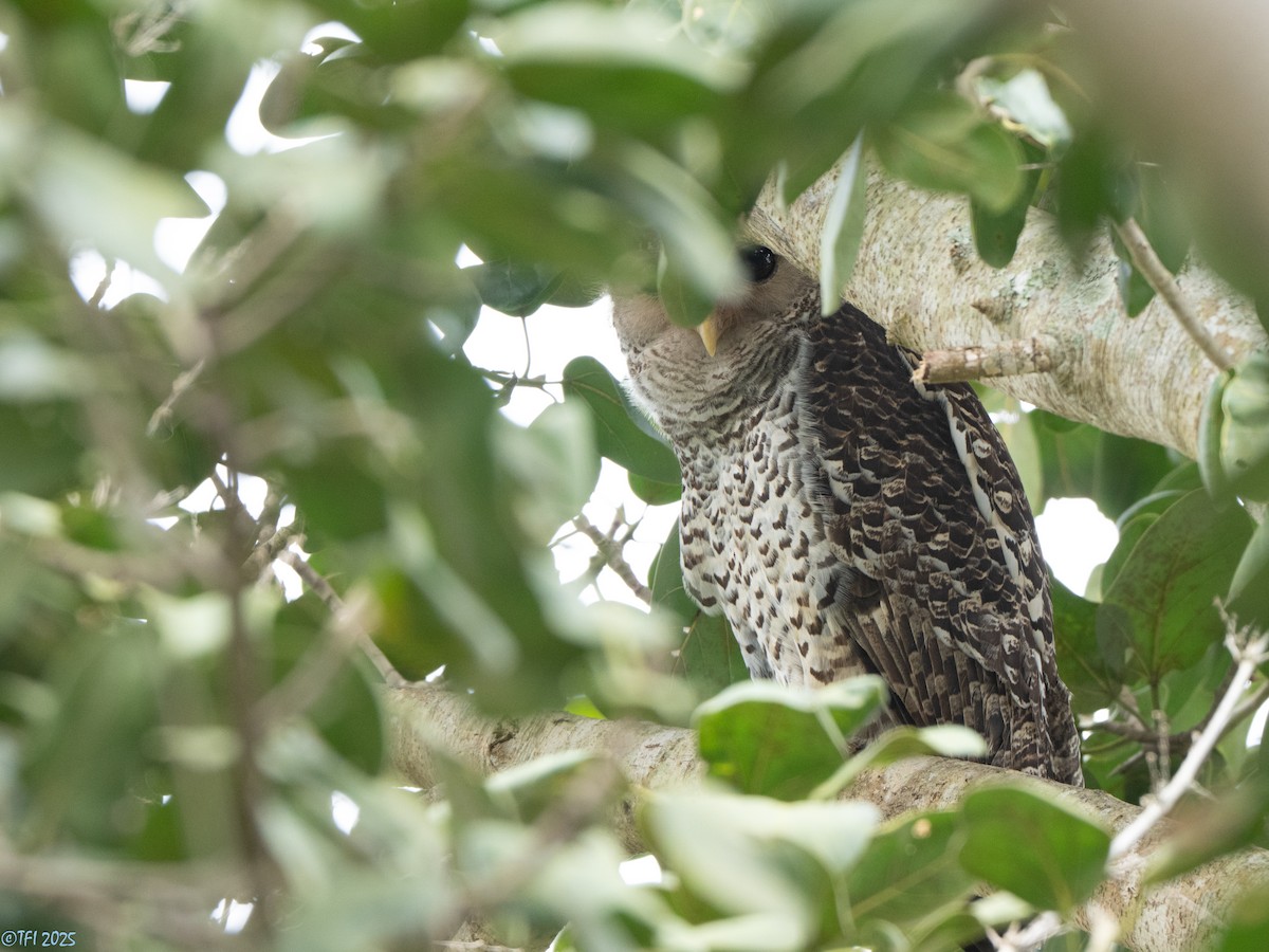 Spot-bellied Eagle-Owl - ML639432092