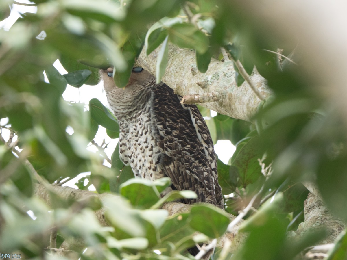 Spot-bellied Eagle-Owl - ML639432094