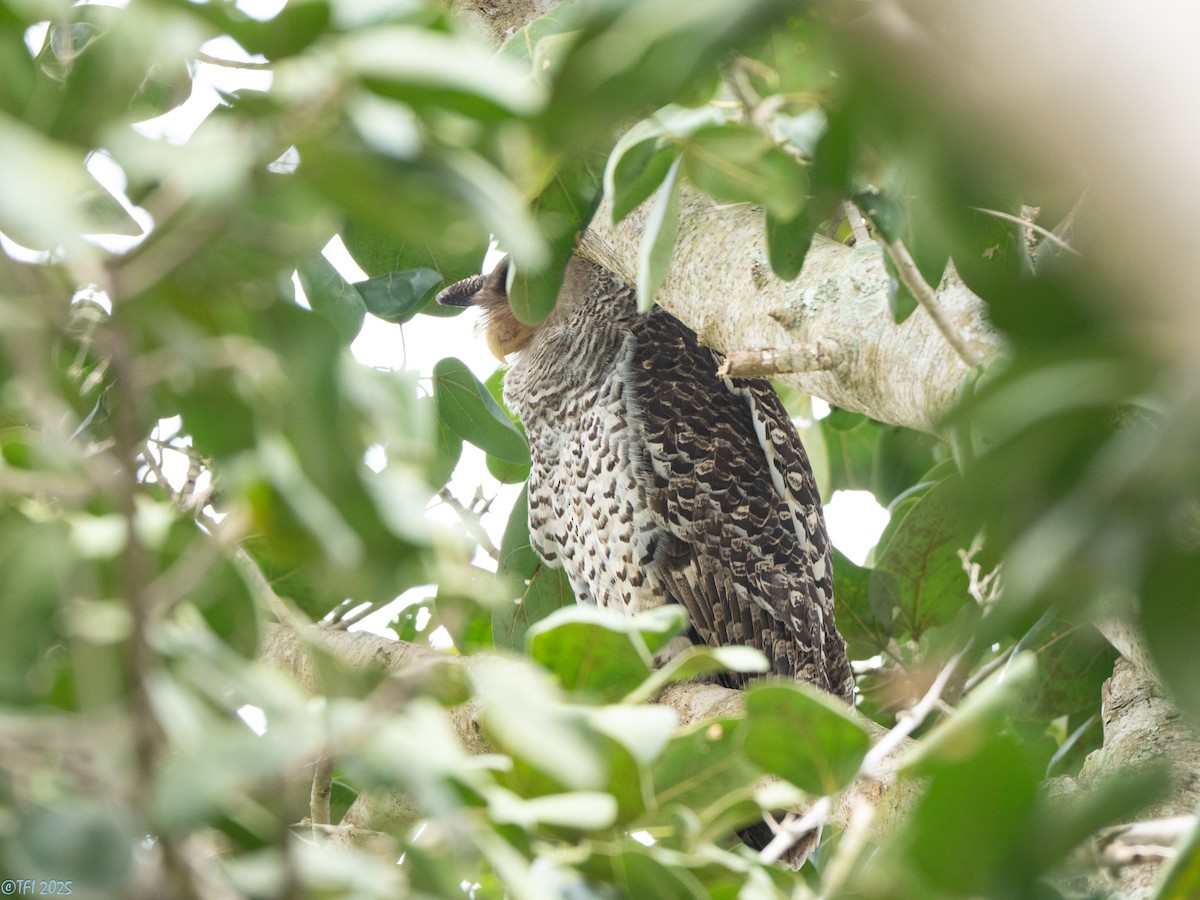 Spot-bellied Eagle-Owl - ML639432096