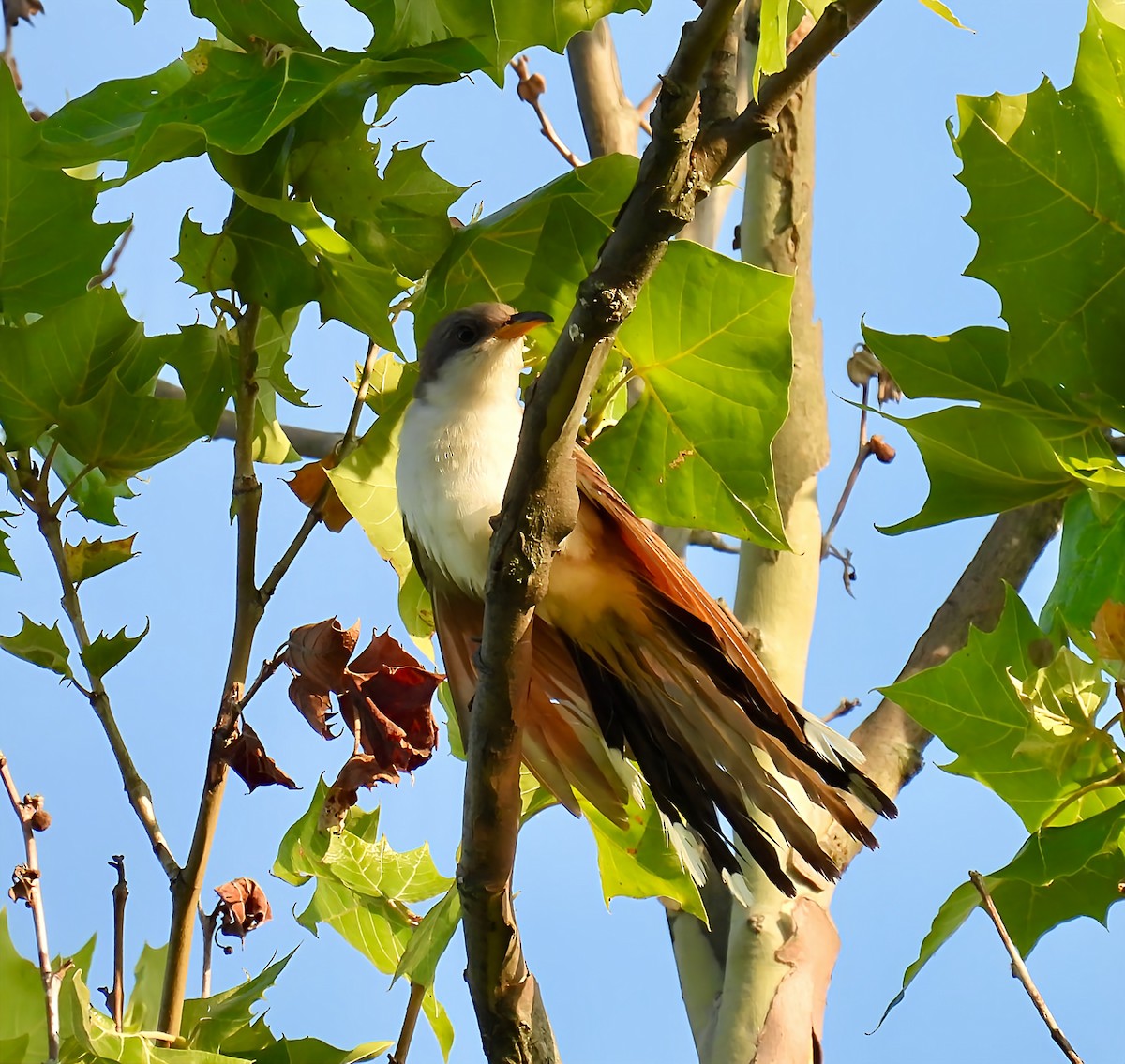 Yellow-billed Cuckoo - ML639432114