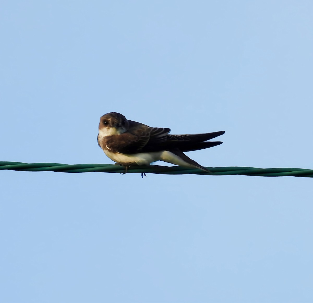 Bank Swallow - ML639432117