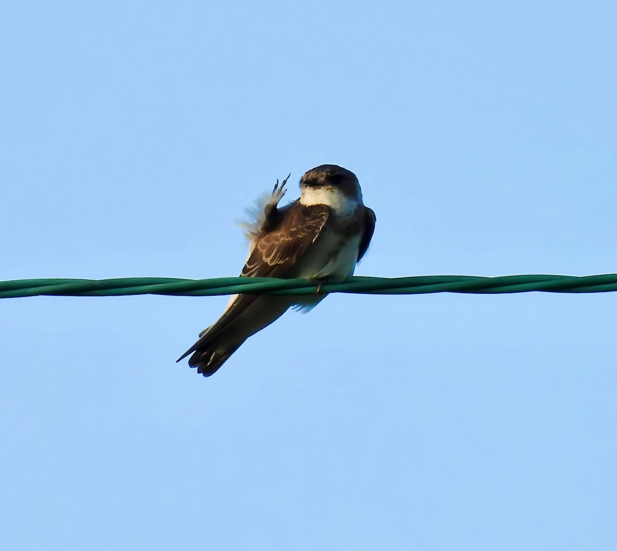 Bank Swallow - ML639432118