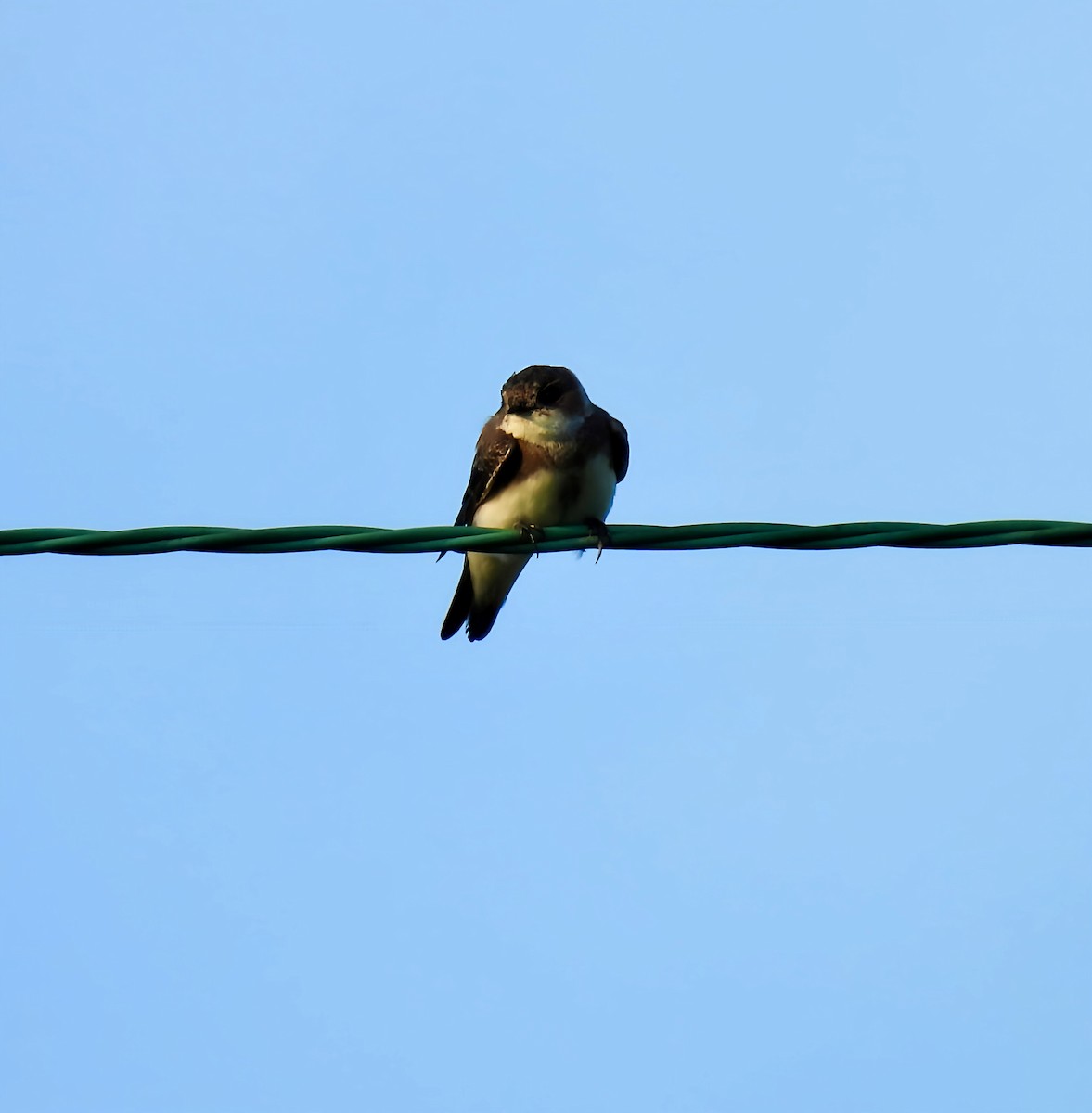Bank Swallow - ML639432119