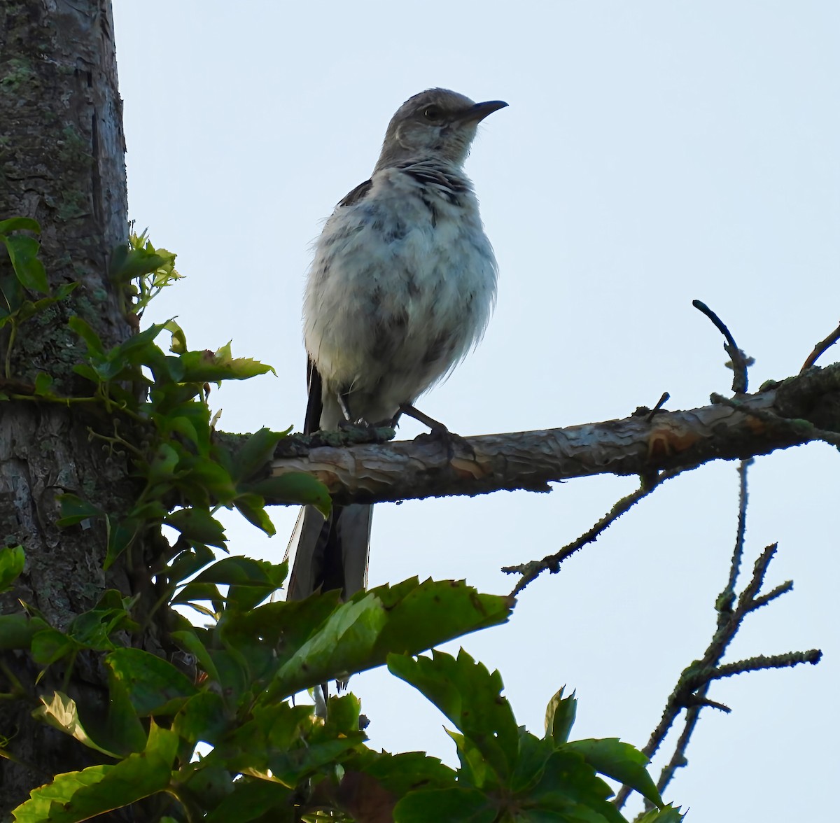 Northern Mockingbird - ML639432129