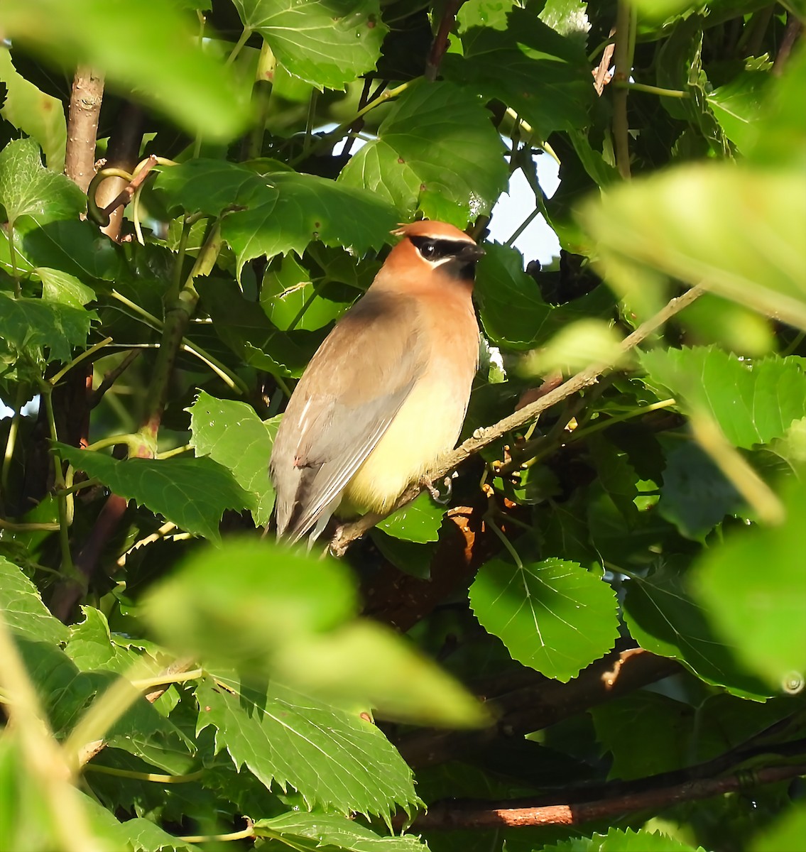 Cedar Waxwing - ML639432144