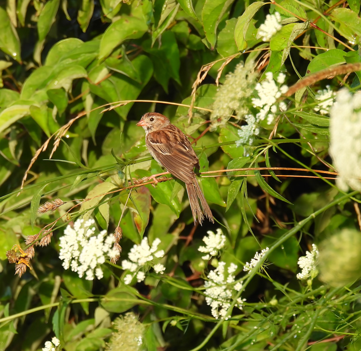 Field Sparrow - ML639432149