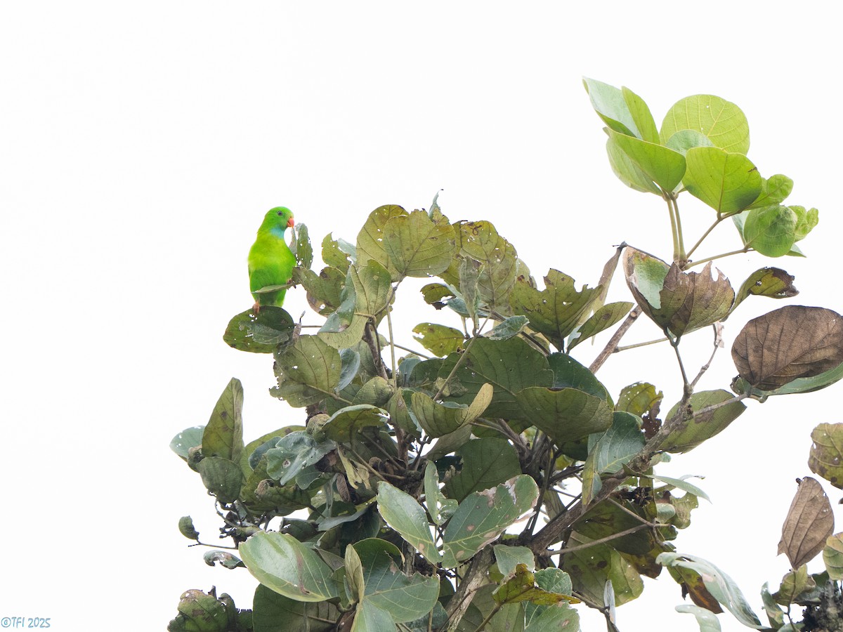 Vernal Hanging-Parrot - ML639432153