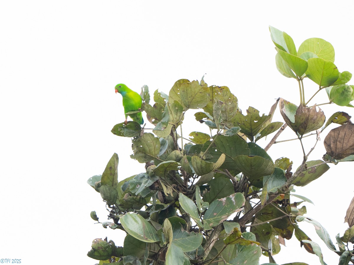 Vernal Hanging-Parrot - ML639432155