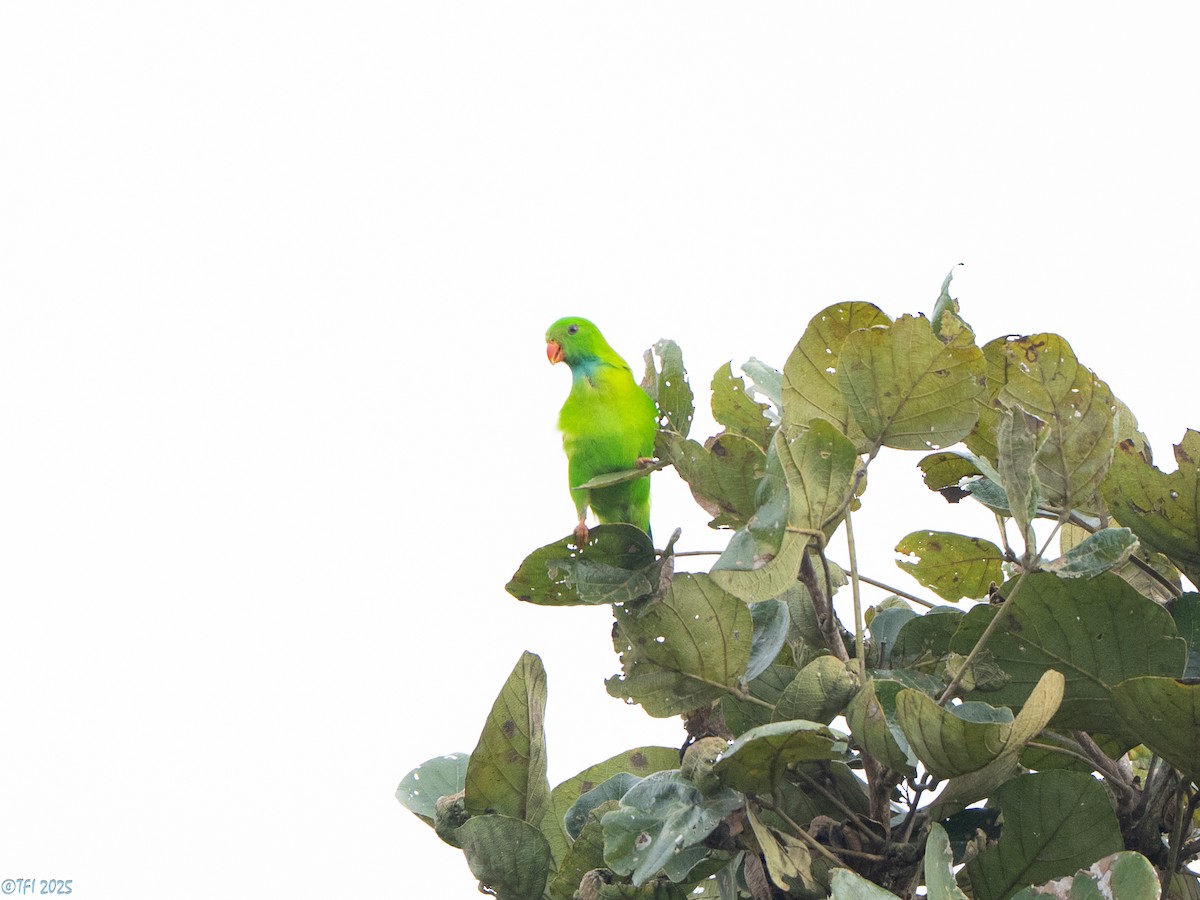 Vernal Hanging-Parrot - ML639432156