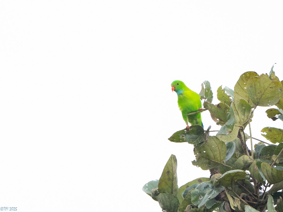 Vernal Hanging-Parrot - ML639432157