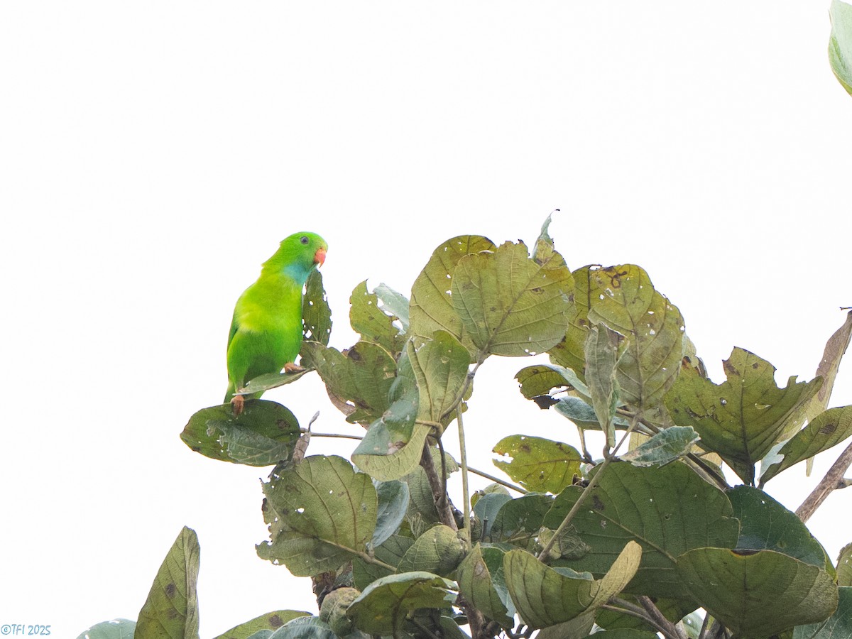 Vernal Hanging-Parrot - ML639432160