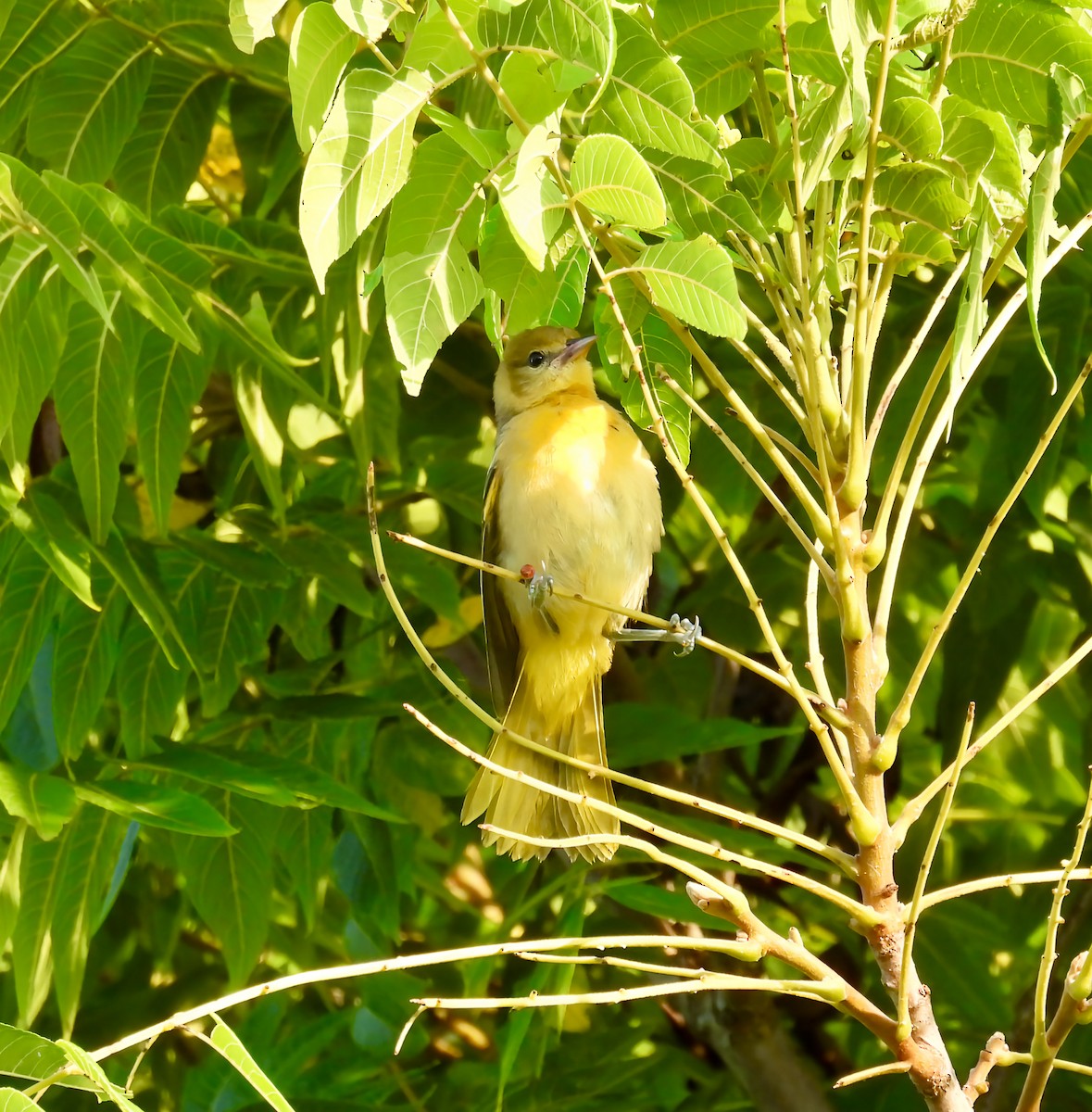 Baltimore Oriole - ML639432161