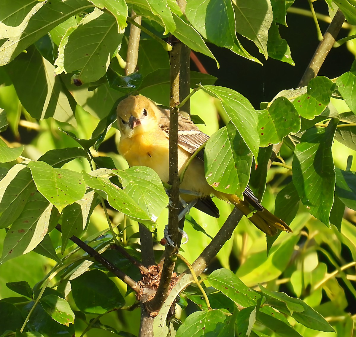 Baltimore Oriole - ML639432162