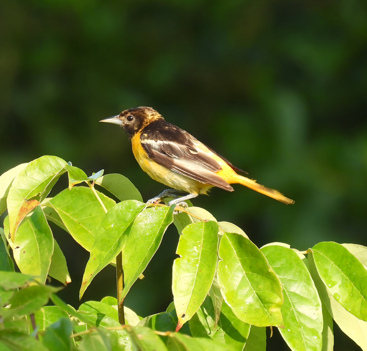Baltimore Oriole - ML639432163