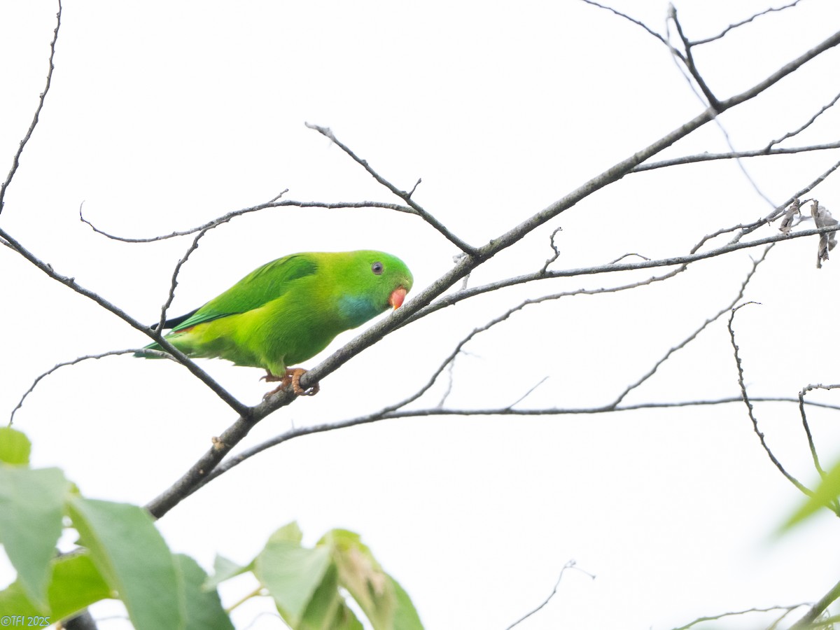 Vernal Hanging-Parrot - ML639432166