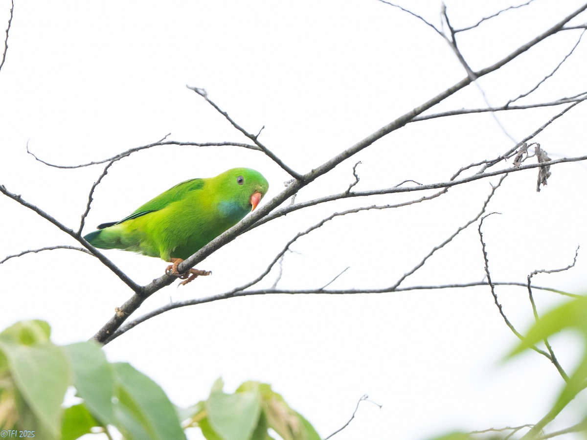 Vernal Hanging-Parrot - ML639432167