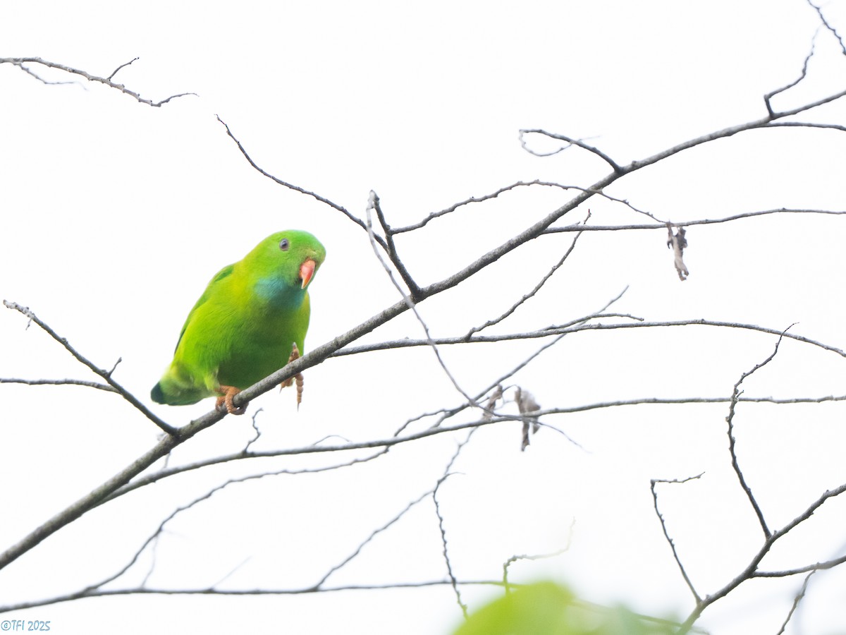 Vernal Hanging-Parrot - ML639432169