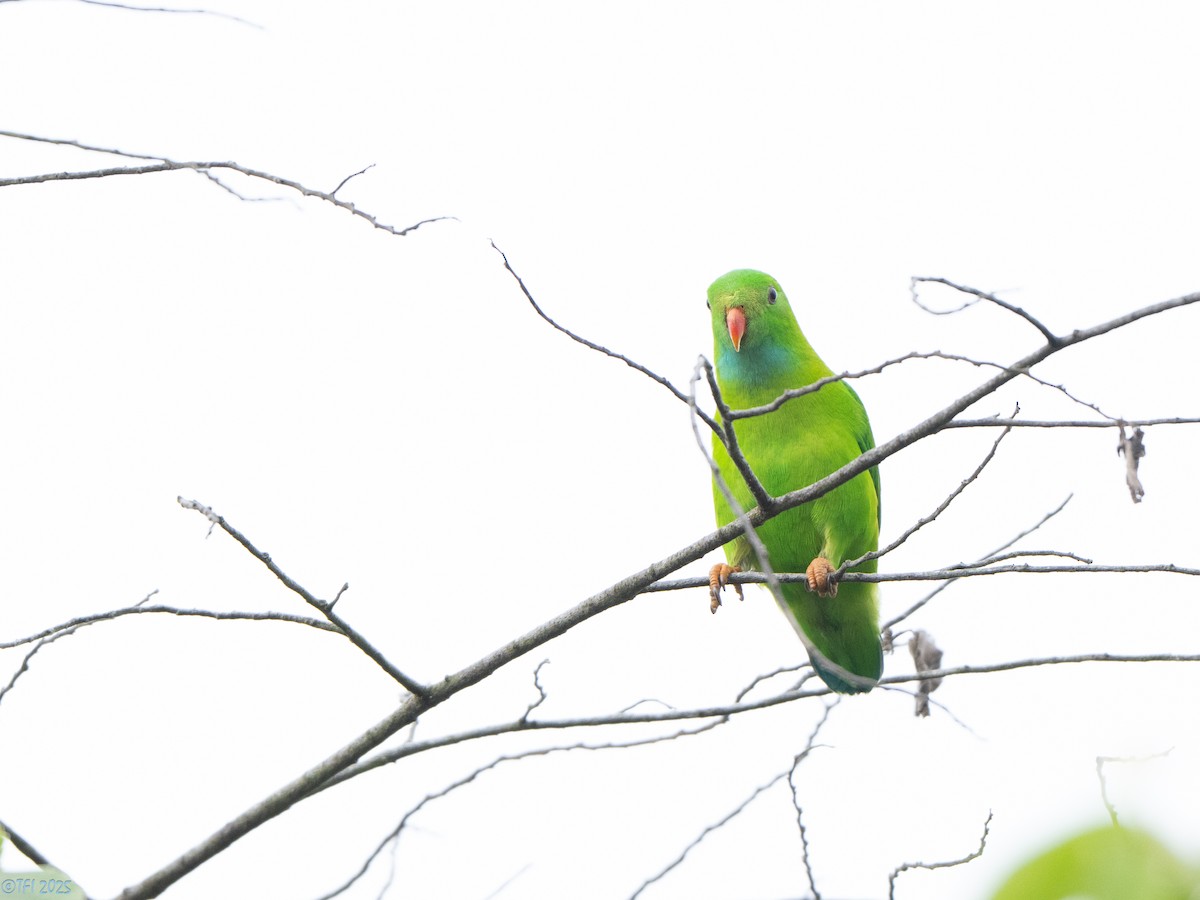 Vernal Hanging-Parrot - ML639432171