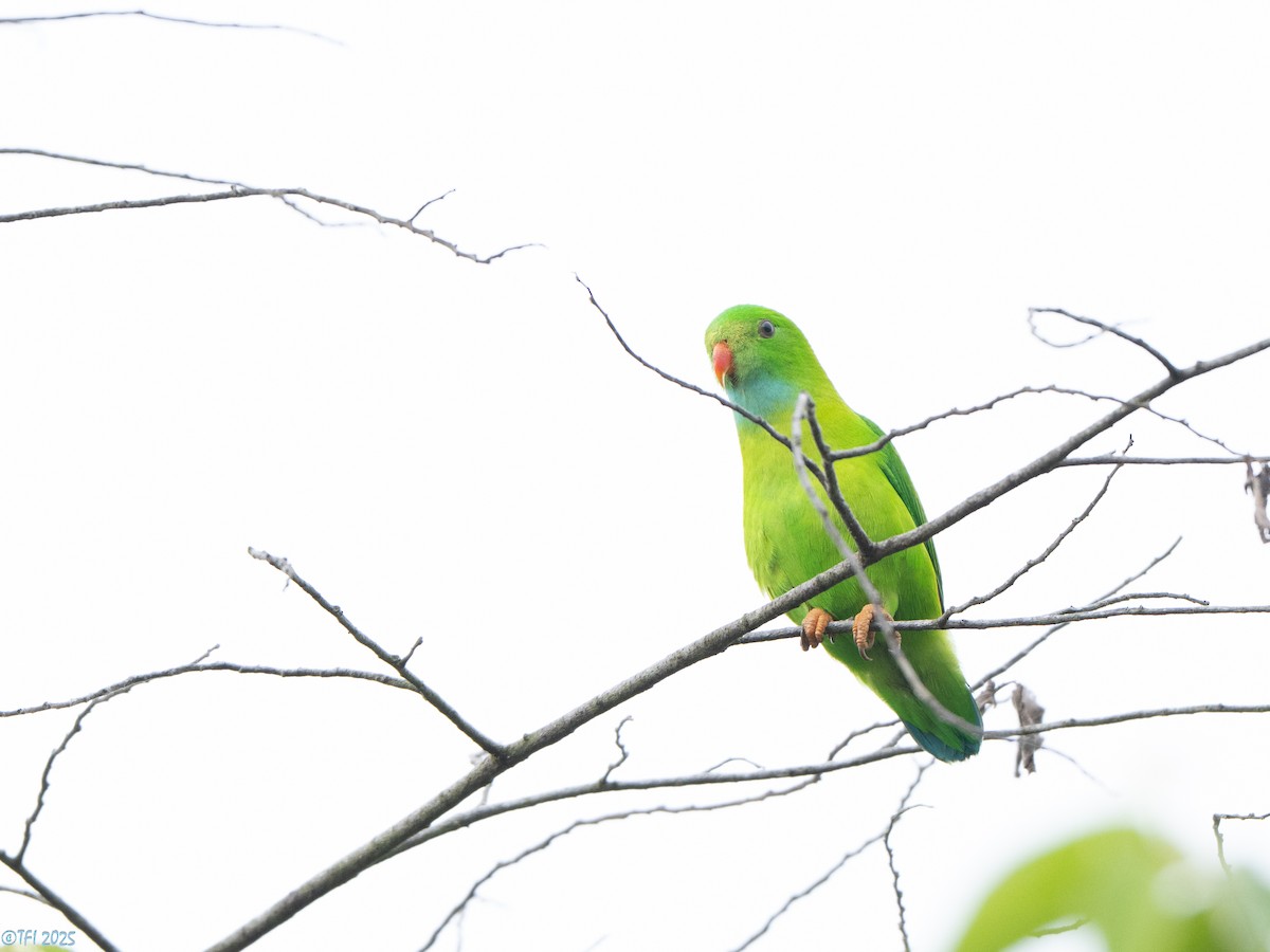 Vernal Hanging-Parrot - ML639432172