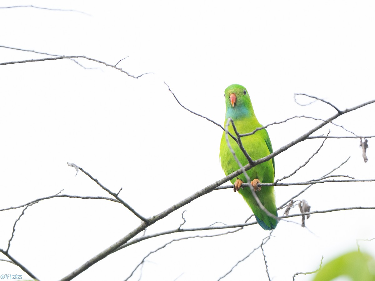 Vernal Hanging-Parrot - ML639432173