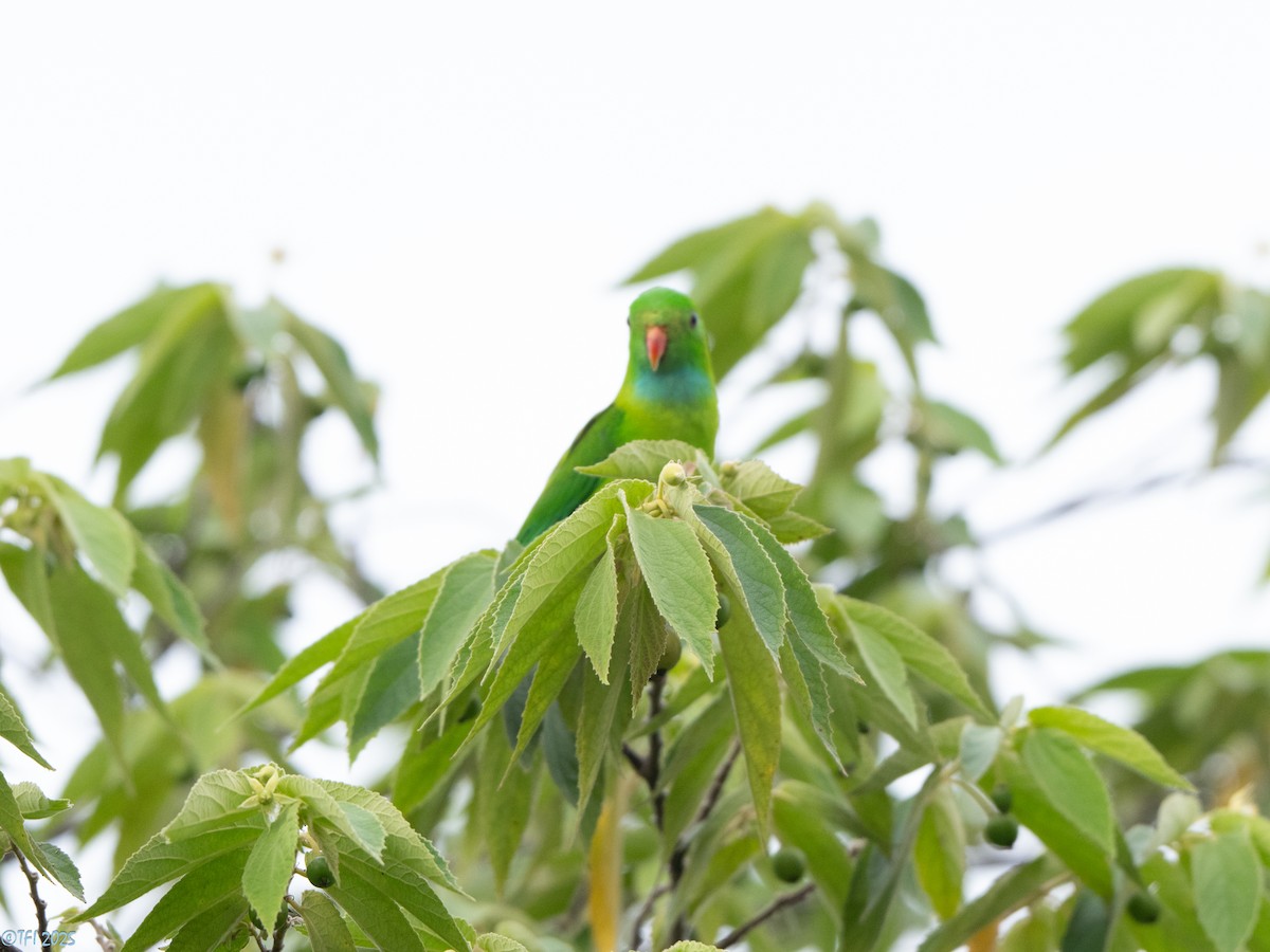 Vernal Hanging-Parrot - ML639432178