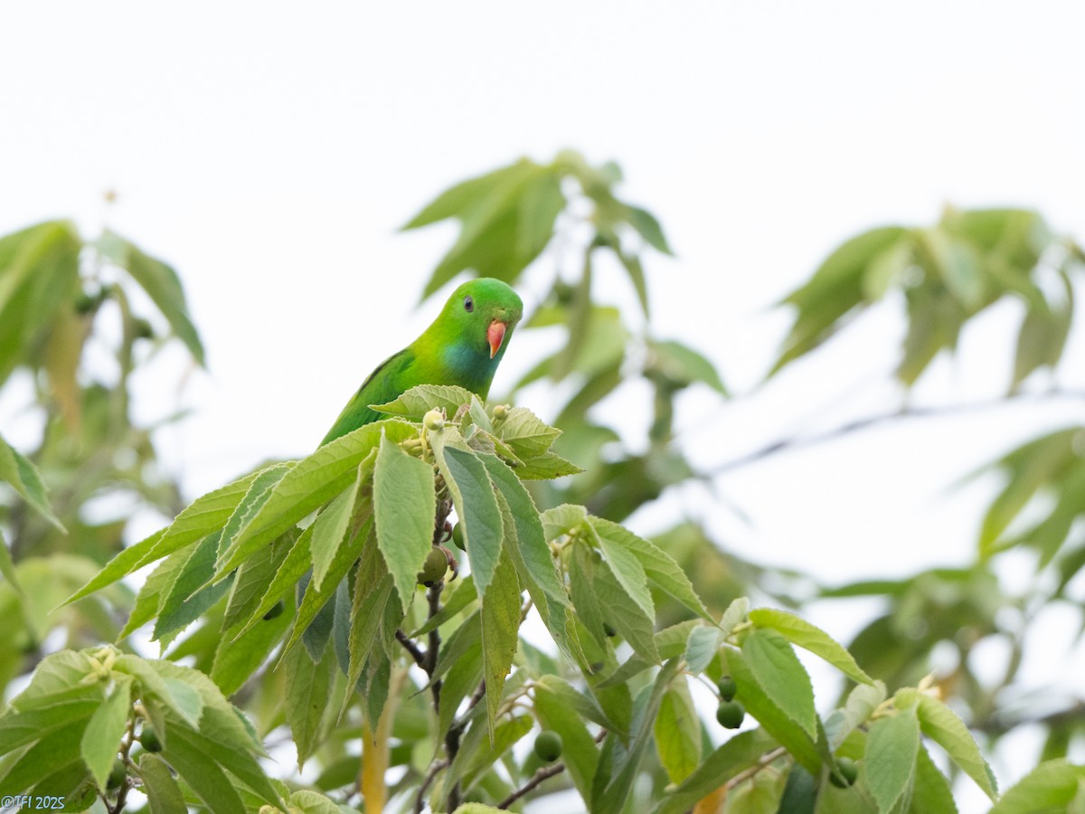 Vernal Hanging-Parrot - ML639432179