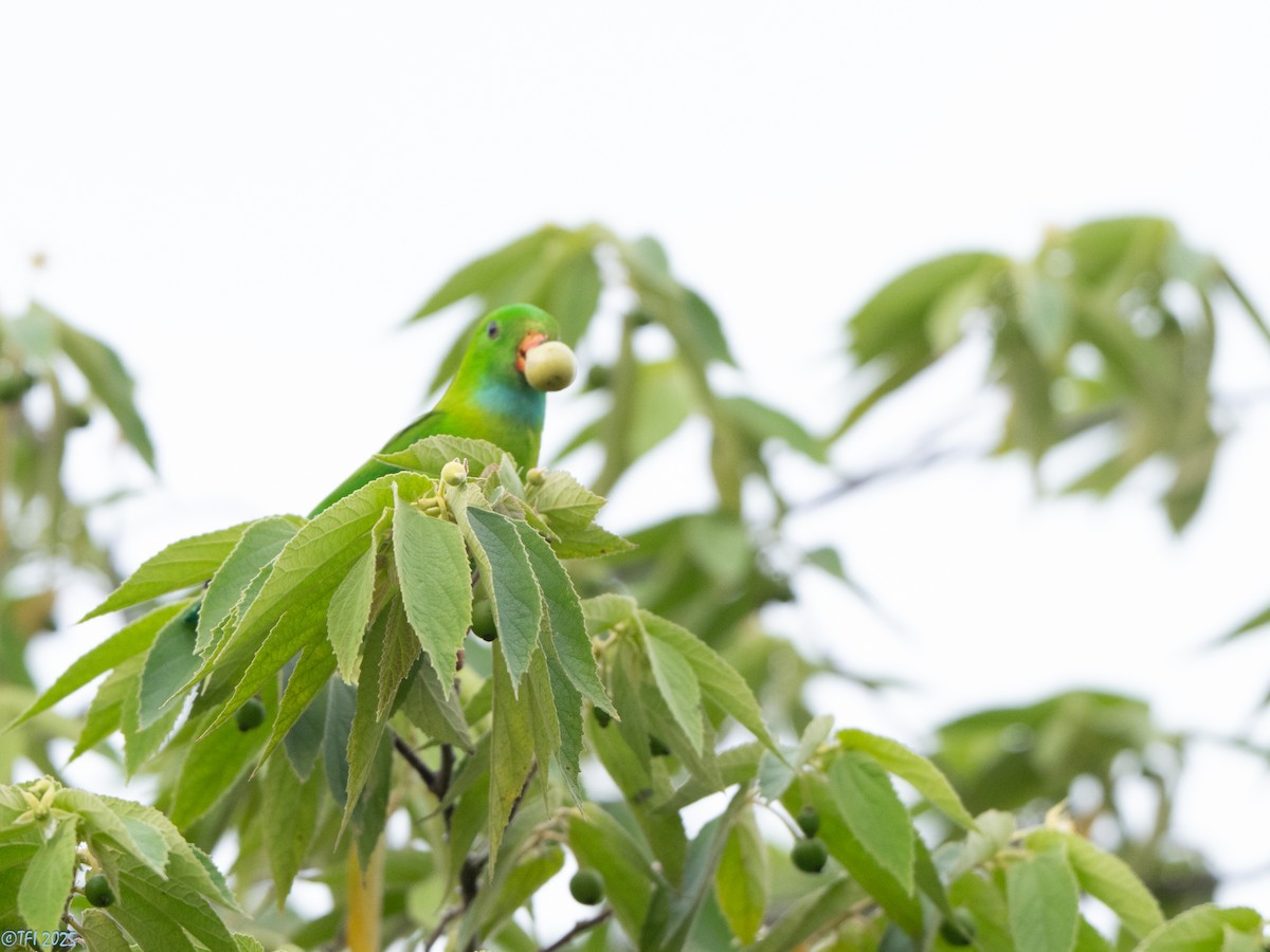 Vernal Hanging-Parrot - ML639432182