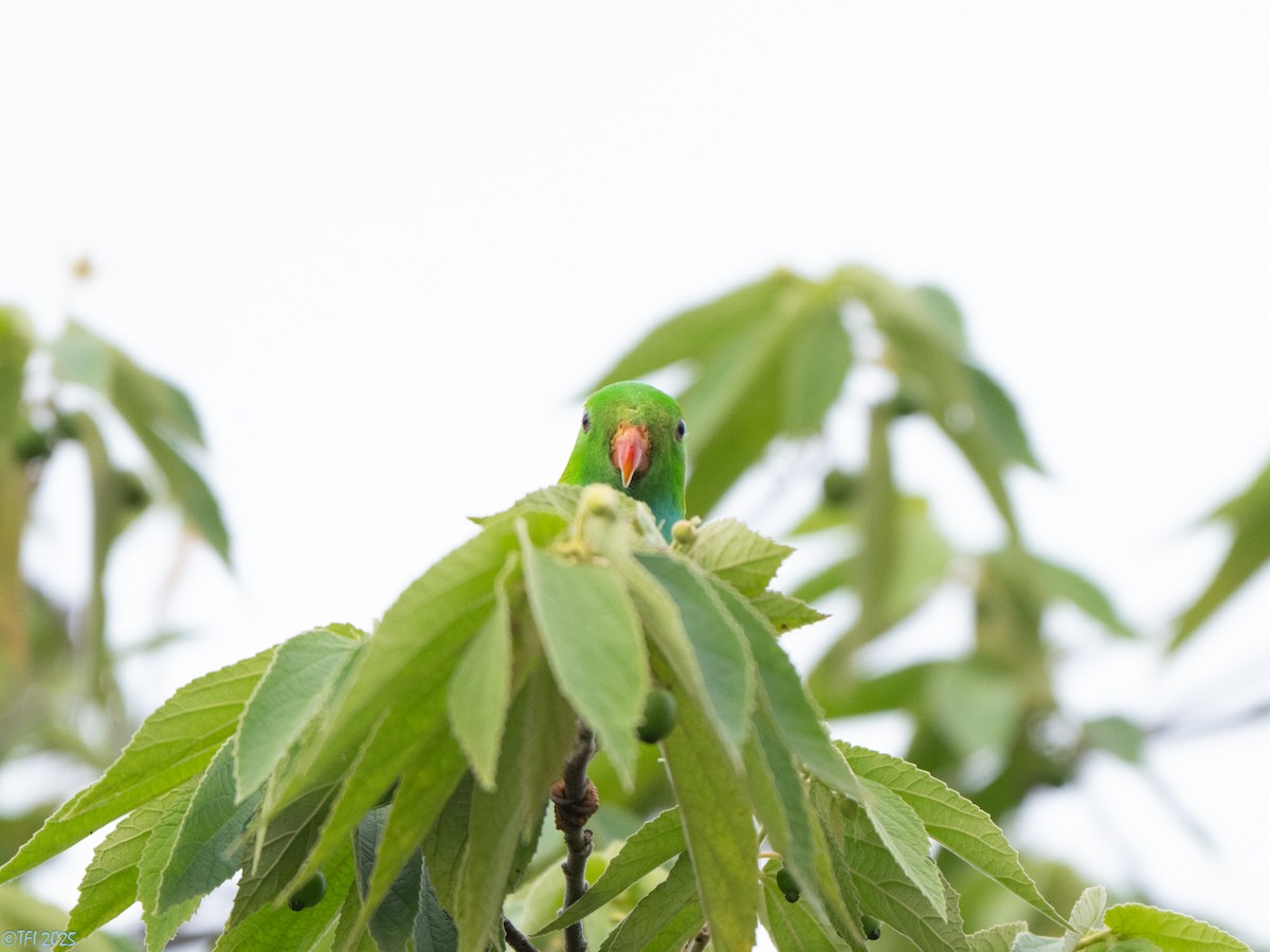 Vernal Hanging-Parrot - ML639432183