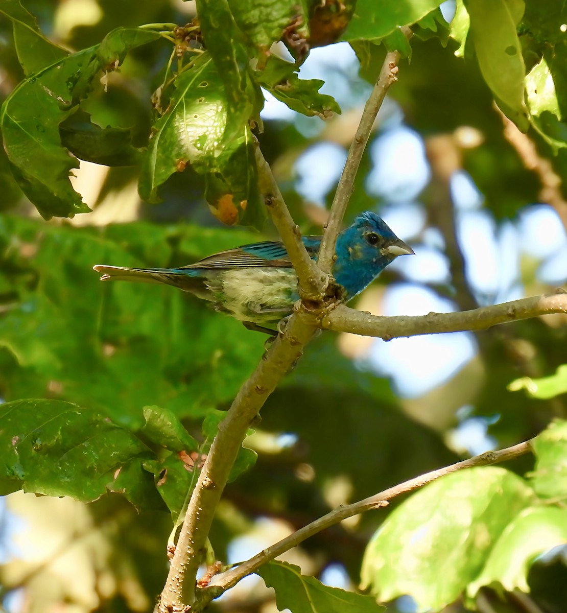 Indigo Bunting - ML639432185