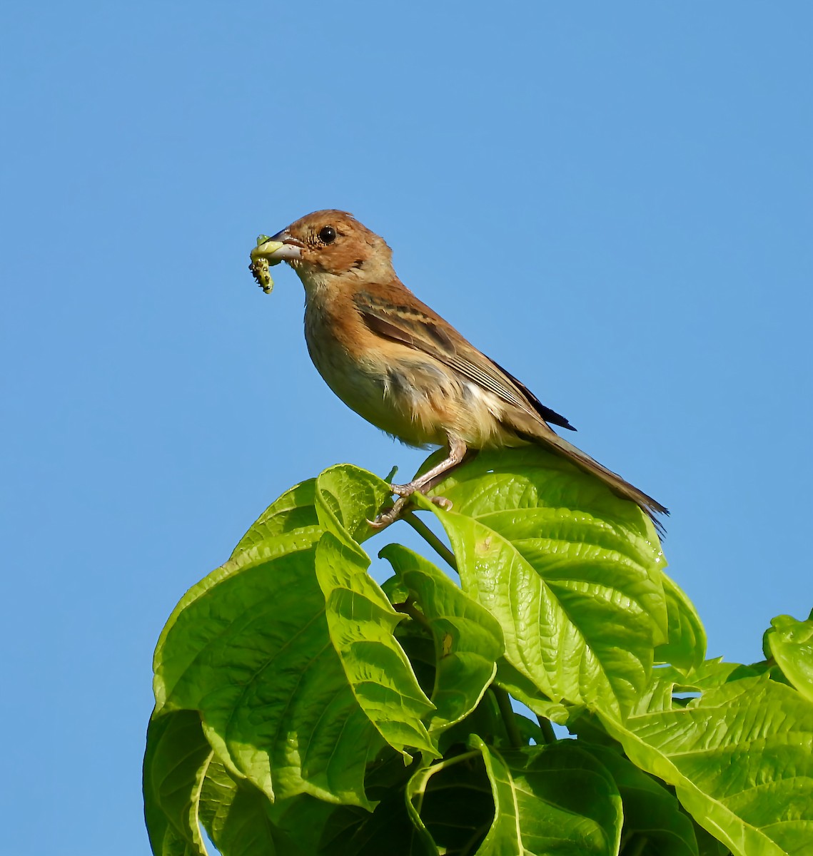 Indigo Bunting - ML639432186