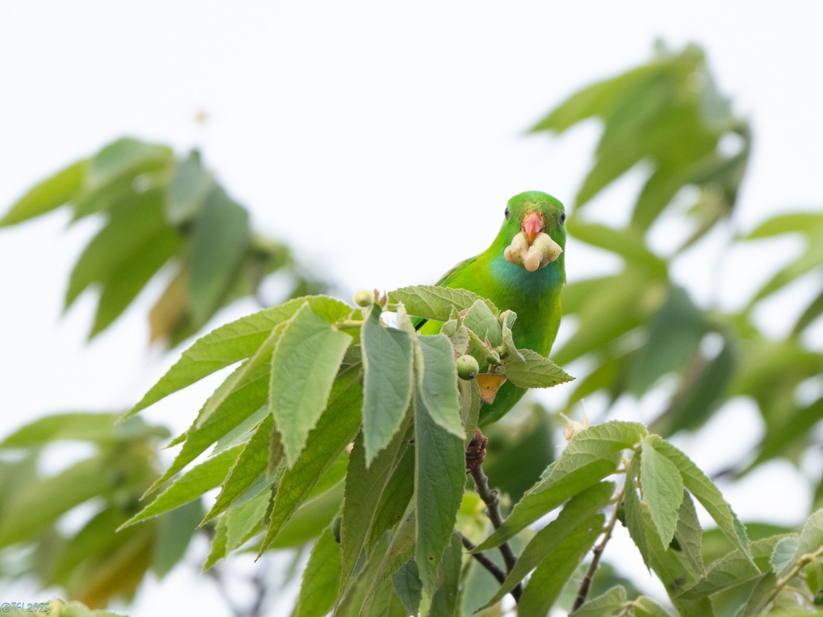 Vernal Hanging-Parrot - ML639432189