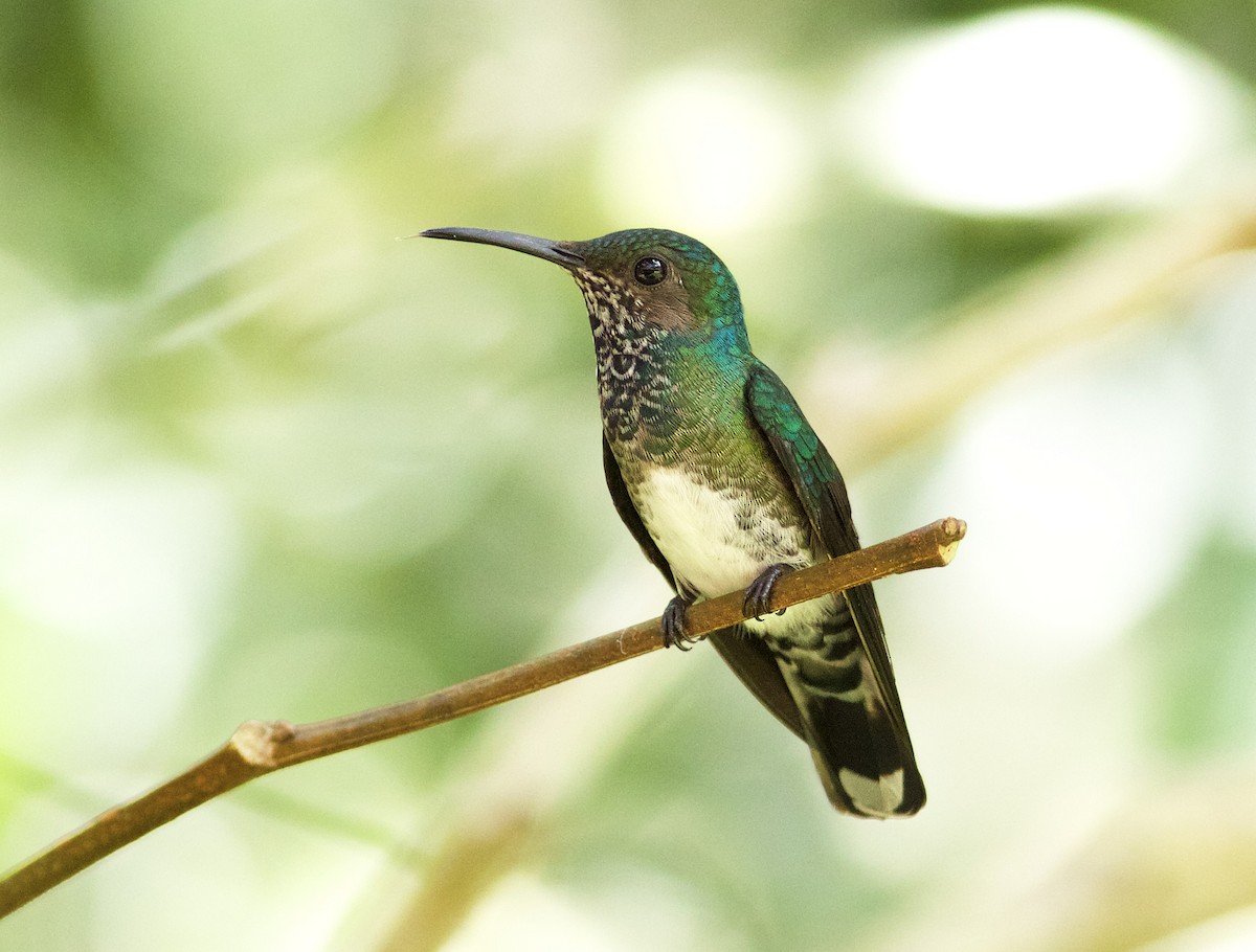White-necked Jacobin - ML639432195