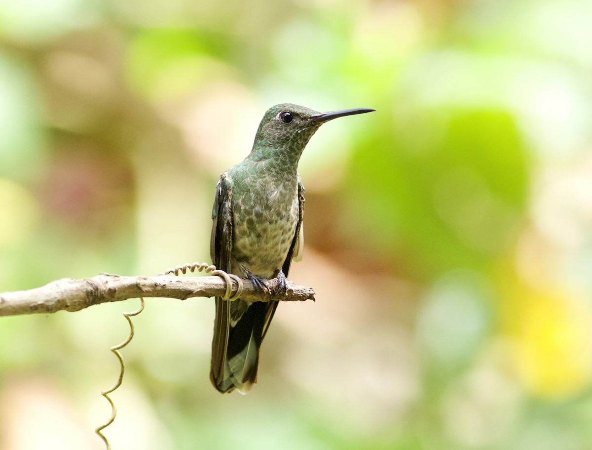 Scaly-breasted Hummingbird - ML639432210