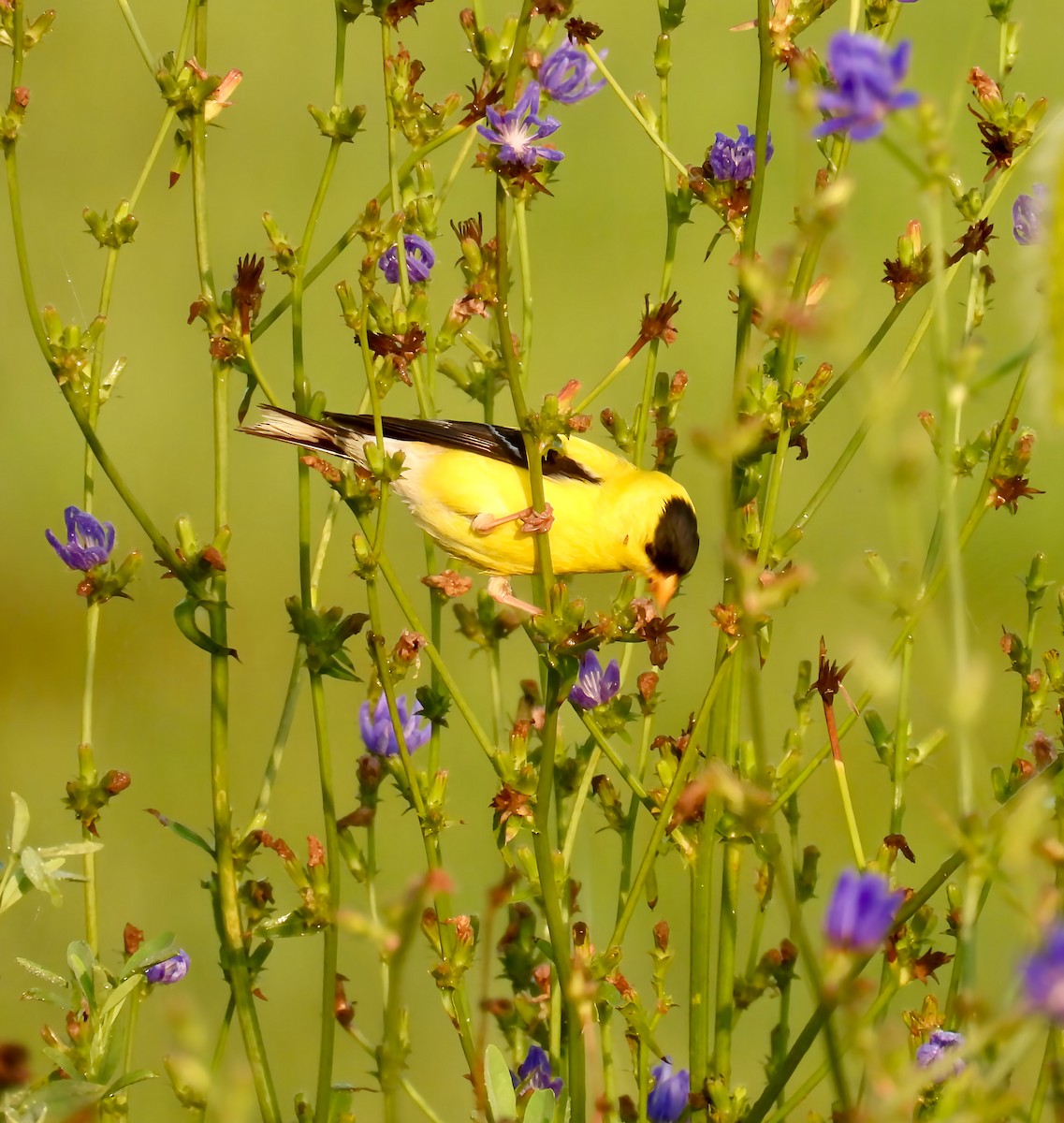 American Goldfinch - ML639432247