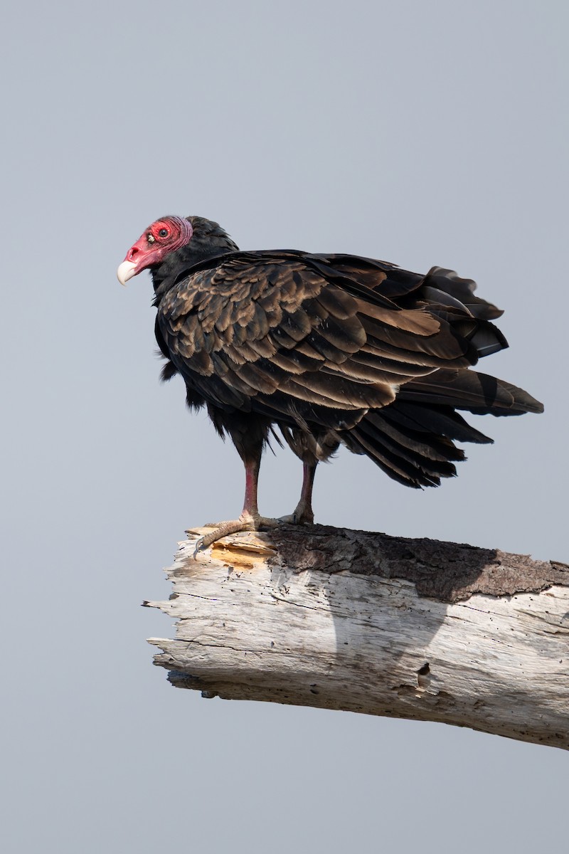 Turkey Vulture - ML639432322