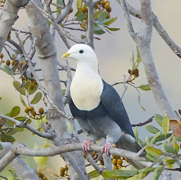 Black-banded Fruit-Dove - ML639432326