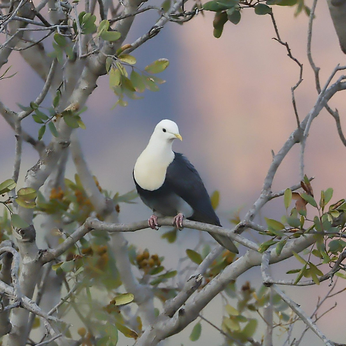 Black-banded Fruit-Dove - ML639432332